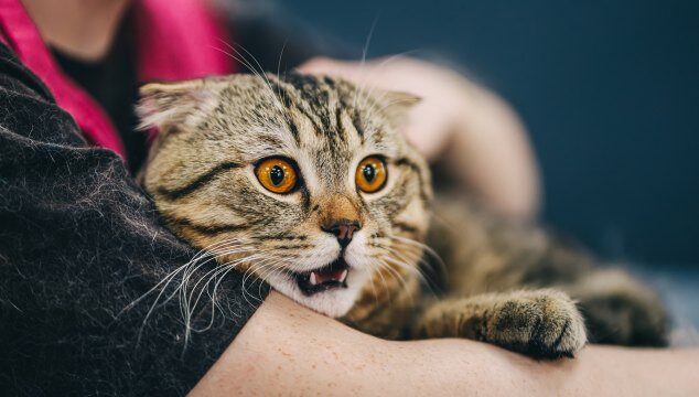 ¿Qué espanta a los gatos?