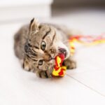 Cómo jugar con tu gato