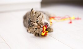 Cómo jugar con tu gato