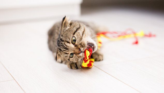 Cómo jugar con tu gato