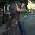 El perro más alto del mundo