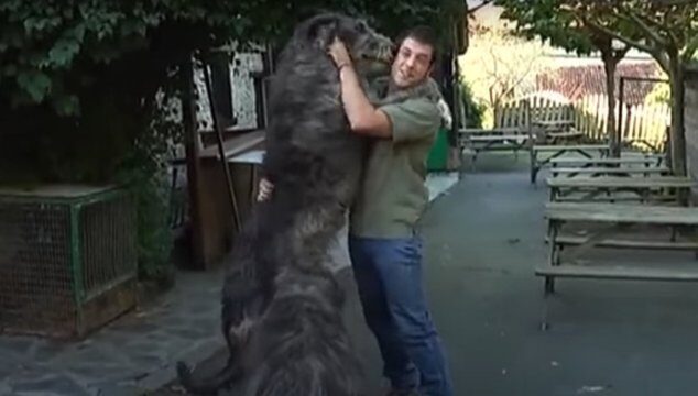 El perro más alto del mundo