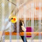 Consejos para cuidar de tu ave