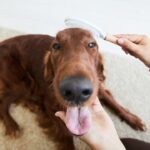 El acicalamiento en perros