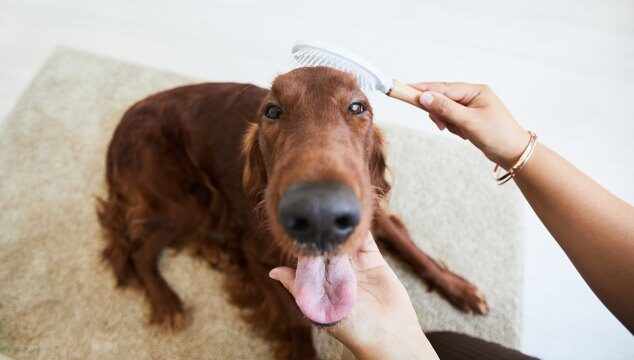 El acicalamiento en perros