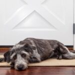 Cómo afecta el regreso de vacaciones a nuestros perros