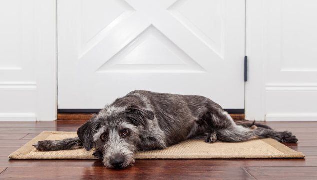 Cómo afecta el regreso de vacaciones a nuestros perros