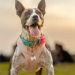 ¿Por qué desparasitar a tu perro?