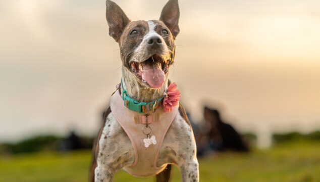 ¿Por qué desparasitar a tu perro?
