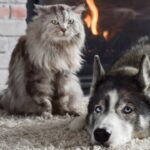 Clínica Veterinaria del Bosque