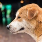 Cómo sé si mi animal de compañía debe ir al Veterinario