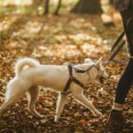 Aventura y diversión al aire libre con tu perro