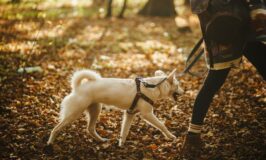 Aventura y diversión al aire libre con tu perro