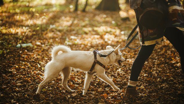 Aventura y diversión al aire libre con tu perro