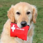 Botiquín de primeros auxilios para un perro