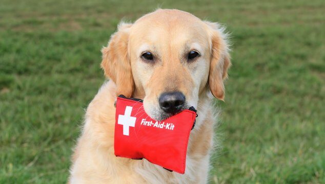 Botiquín de primeros auxilios para un perro