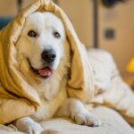 ¿Cuándo saber que tu perro necesita ir al Veterinario?