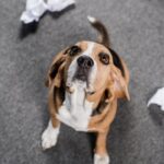 ¿A qué le puede tener miedo un perro?