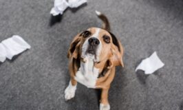 ¿A qué le puede tener miedo un perro?