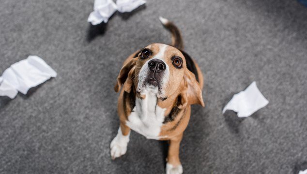 ¿A qué le puede tener miedo un perro?