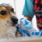 La higiene en perros