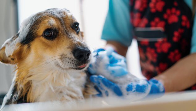 La higiene en perros