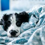 Temporada de lluvias: protege a tu compañero del moquillo