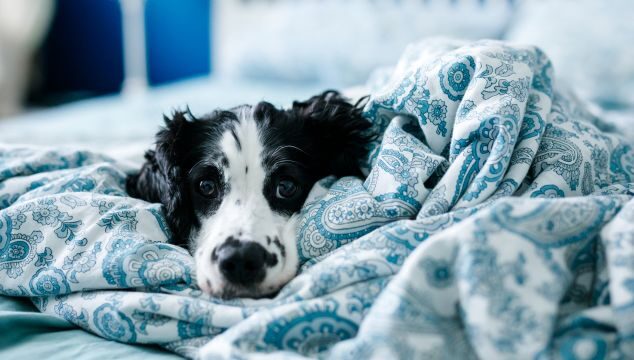 Temporada de lluvias: protege a tu compañero del moquillo