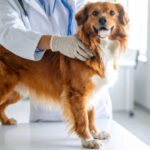 Chequeo anual: la mejor inversión en salud preventiva