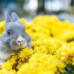 ¿Tu conejo necesita ir al veterinario? Señales que no debes ignorar
