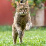 La importancia del ejercicio para un perro o gato feliz