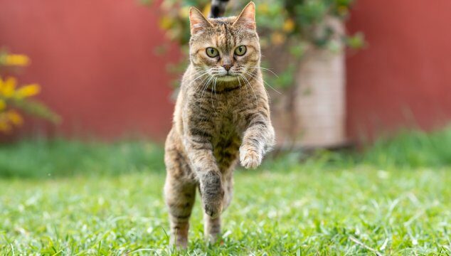 La importancia del ejercicio para un perro o gato feliz