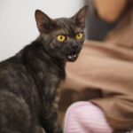 ¿Tu gato está estresado? Aprende a reconocerlo y ayudarlo