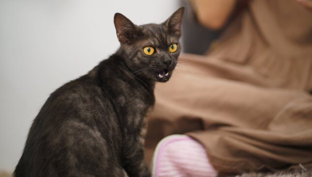 ¿Tu gato está estresado? Aprende a reconocerlo y ayudarlo