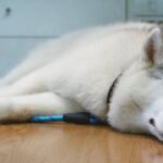 Señales de alerta en tu animal de compañía