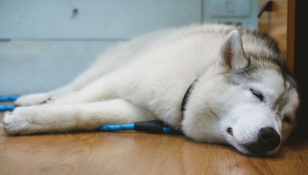 Señales de alerta en tu animal de compañía