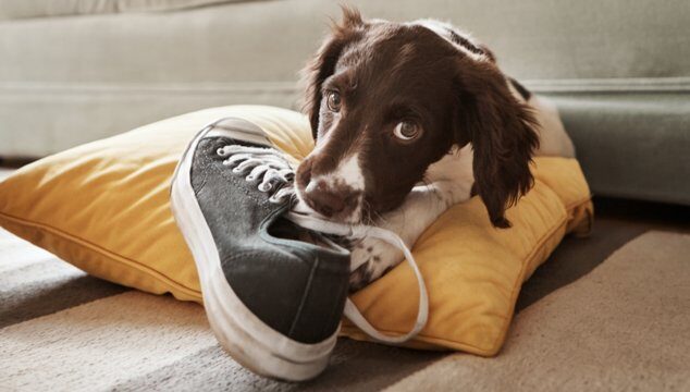 La ansiedad por separación en tu animal de compañía