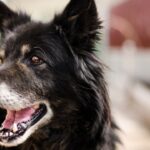 El cuidado de tu animal de compañía mayor