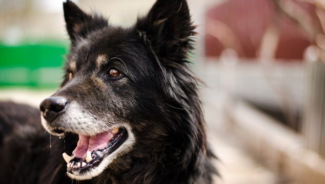 El cuidado de tu animal de compañía mayor