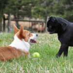 Cómo socializar a un cachorro correctamente