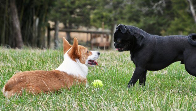 Cómo socializar a un cachorro correctamente