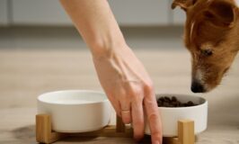 ¿Cómo elegir el alimento adecuado según su edad o condición?