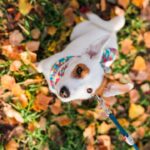 Bienvenida al otoño: cuidados estacionales para tu animal de compañía