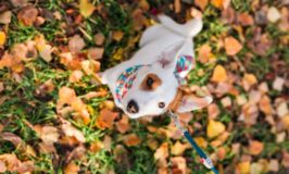 Bienvenida al otoño: cuidados estacionales para tu animal de compañía