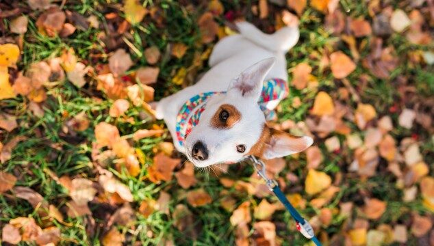 Bienvenida al otoño: cuidados estacionales para tu animal de compañía