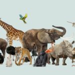 Día Mundial de los Animales: una fecha para reflexionar y agradecer