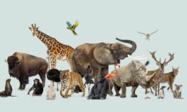 Día Mundial de los Animales: una fecha para reflexionar y agradecer