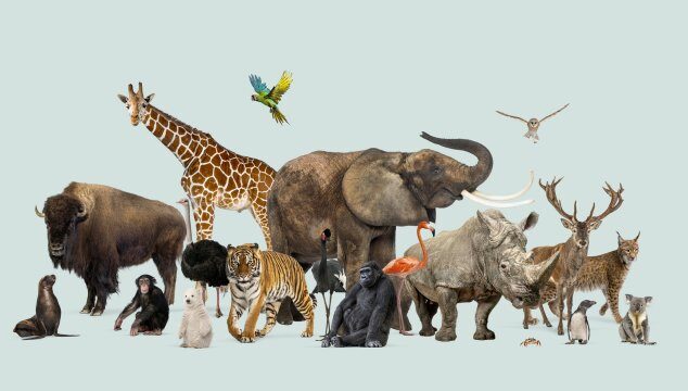 Día Mundial de los Animales: una fecha para reflexionar y agradecer