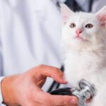 ¿Qué pasa en una primera consulta veterinaria?