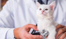 ¿Qué pasa en una primera consulta veterinaria?